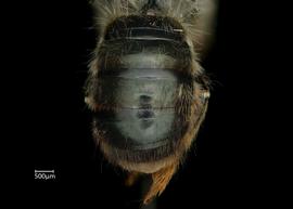   Osmia pedicornis  female abdomen, photo: Chelsey Ritner 
